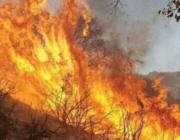 مالاکنڈ : آگ نے گنیار کے جنگل کو لپیٹ میں لے لیا
