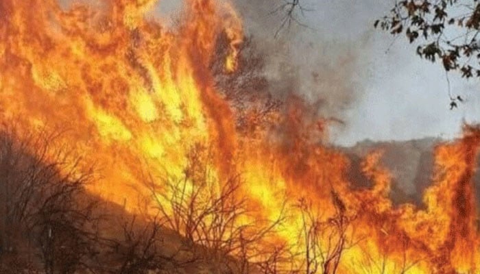 مالاکنڈ : آگ نے گنیار کے جنگل کو لپیٹ میں لے لیا