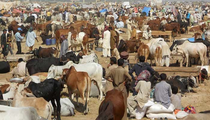 اس عید پر 6 سے 10 لاکھ جانور کم فروخت ہوئے، ٹینریز ایسوسی ایشن