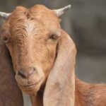 سرگودھا: باغ خراب کرنے پر بکری کو مار دیا گیا
