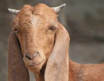 سرگودھا: باغ خراب کرنے پر بکری کو مار دیا گیا