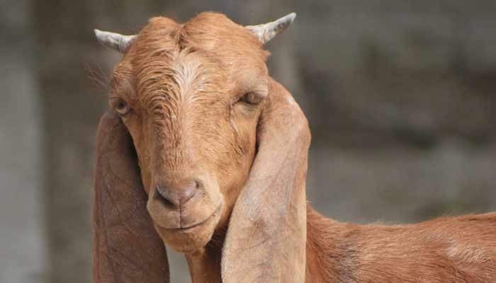 سرگودھا: باغ خراب کرنے پر بکری کو مار دیا گیا