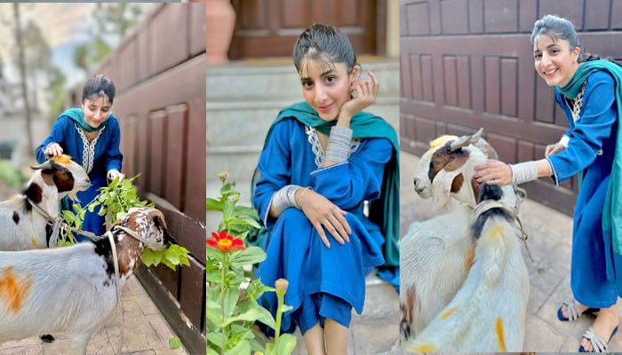 ماورا کی شادی کے بعد پہلی عید، بکروں کیساتھ تصاویر شیئر کردیں، شوہر کیساتھ تصویر کی منتظر