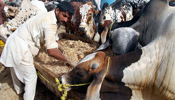 کراچی میں قربانی کے جانور چھیننے والے گینگ کے 3 ملزمان گرفتار