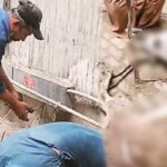 کراچی، منگھو پیر میں کرنٹ لگنے سے دو گدھے مرگئے