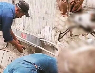 کراچی، منگھو پیر میں کرنٹ لگنے سے دو گدھے مرگئے