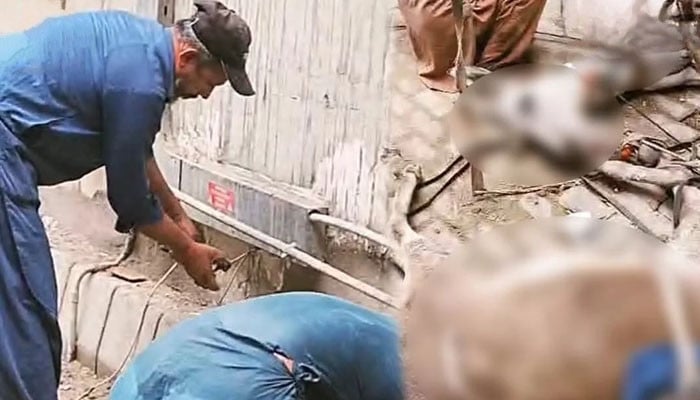 کراچی، منگھو پیر میں کرنٹ لگنے سے دو گدھے مرگئے