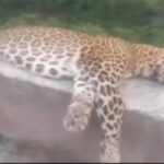 آزاد کشمیر میں تیندوا مار دیا گیا